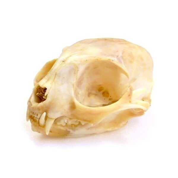 Skull Cat B