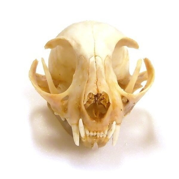 Schedel Huiskat B kwaliteit