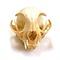 Skull Cat