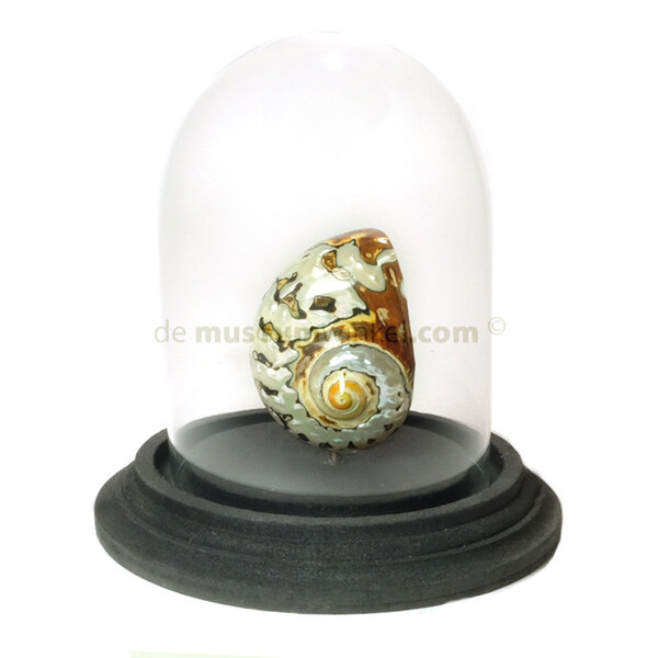 Dome with Turbo Sarmaticus (1)