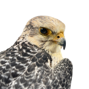 Mounted Gyrfalcon
