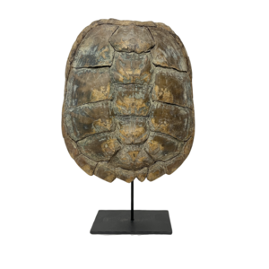 Common snapping Turtle shell on base