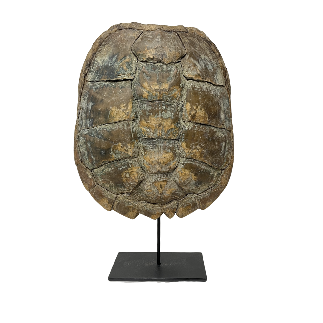 Common snapping Turtle shell on base - DeMuseumwinkel.com