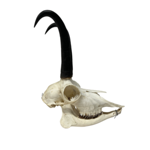 Chamois skull (A)
