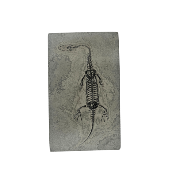 Keichosaurus fossiel (middel)