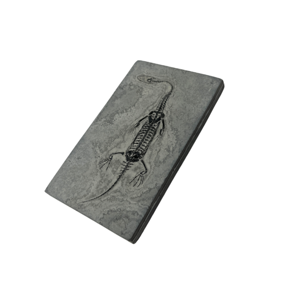 Keichosaurus fossiel (middel)