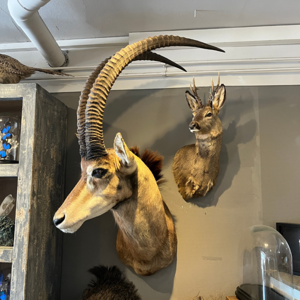 Sabel antilope trophy