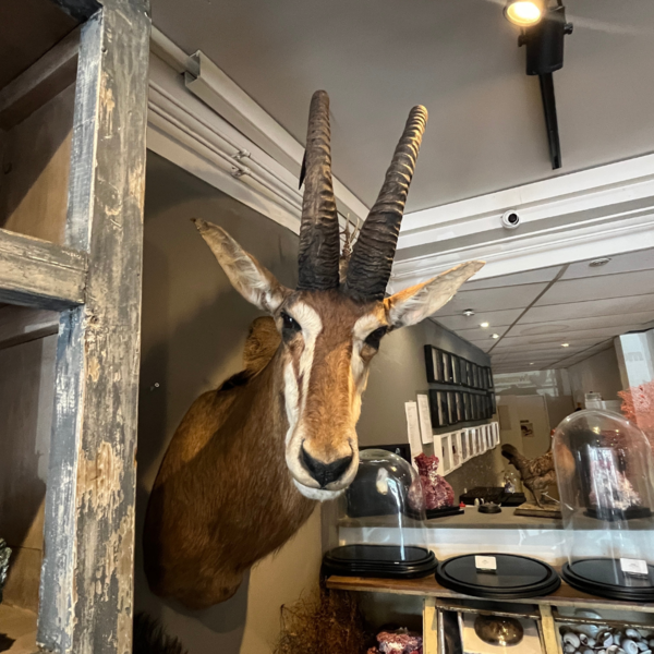 Trofee sabel antilope