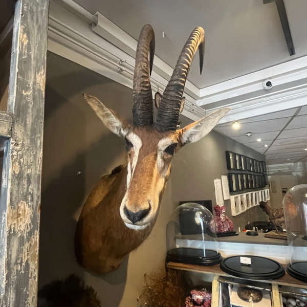 Sabel antilope trophäe