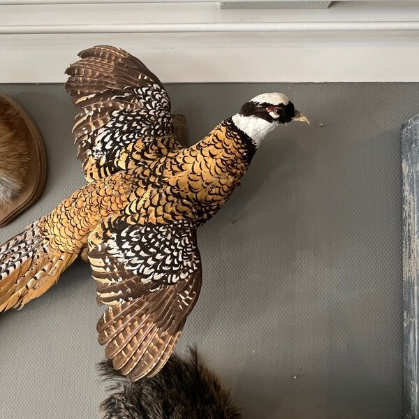 Mounted reeves's pheasant flying