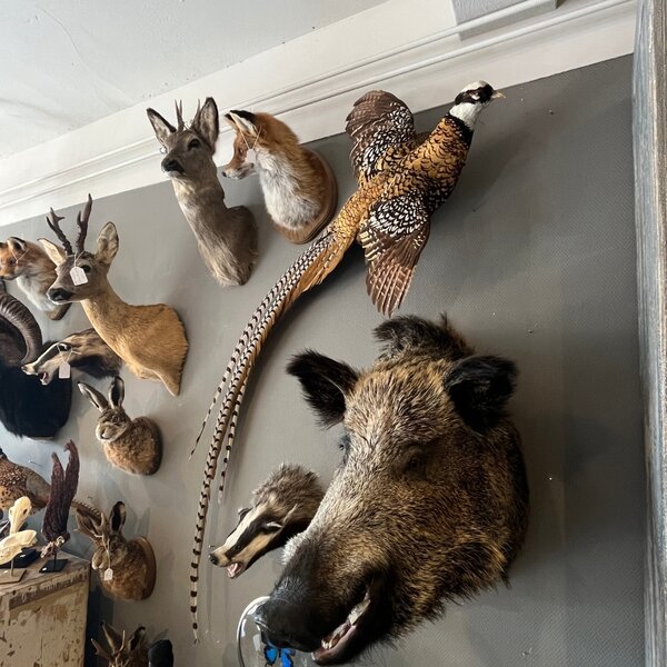 Mounted reeves's pheasant flying