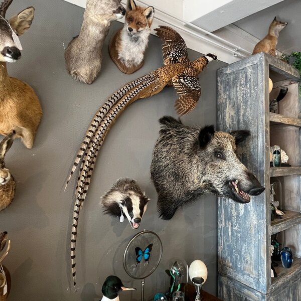 Köningfasan fliegen