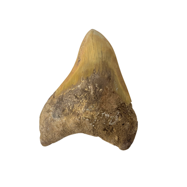 Grote Megalodon tand (A)