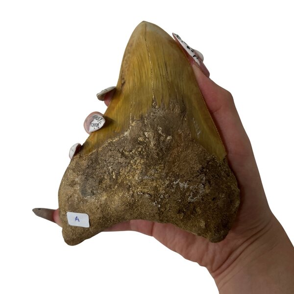 Großer Megalodon-Zahn (A)