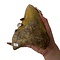 Grote Megalodon tand (A)