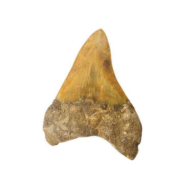 Großer Megalodon-Zahn (A)