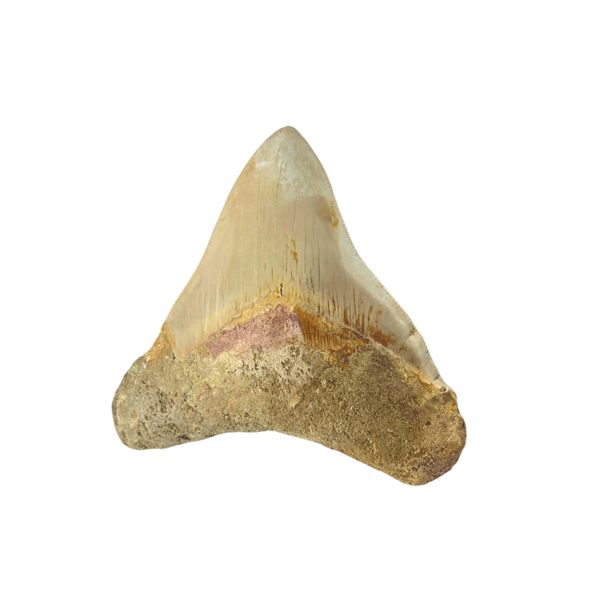 Grote Megalodon tand (B)