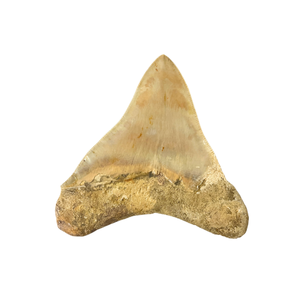 Grote Megalodon tand (B)