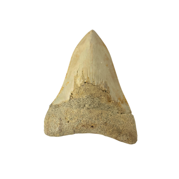 Large Megalodon tooth (C)