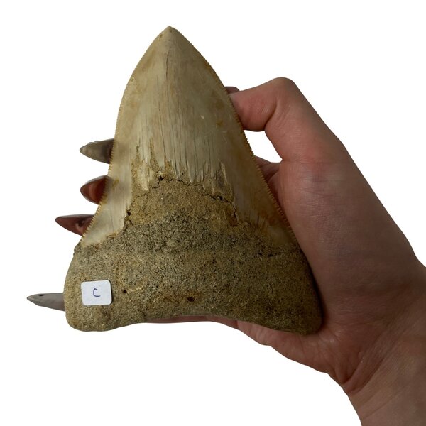 Großer Megalodon-Zahn (C)