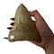 Grote Megalodon tand (C)