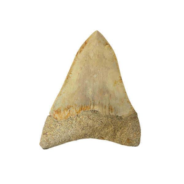 Großer Megalodon-Zahn (C)