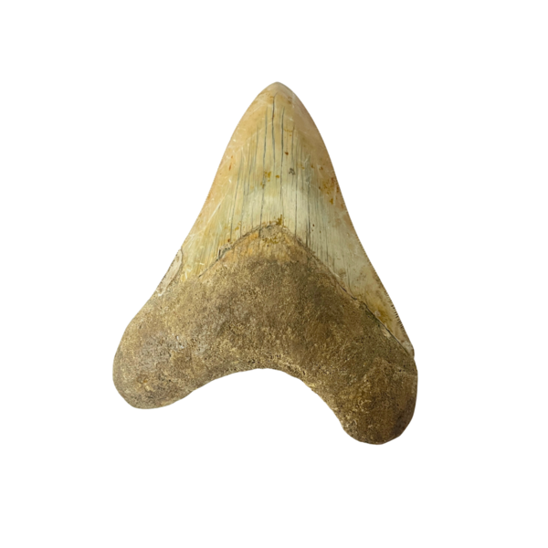 Grote Megalodon tand (D)