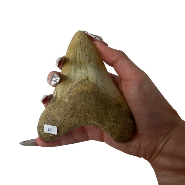 Großer Megalodon-Zahn (D)