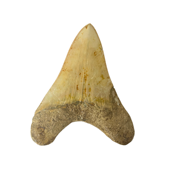 Großer Megalodon-Zahn (D)