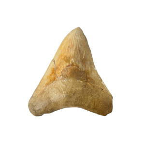 Grote Megalodon tand (E)