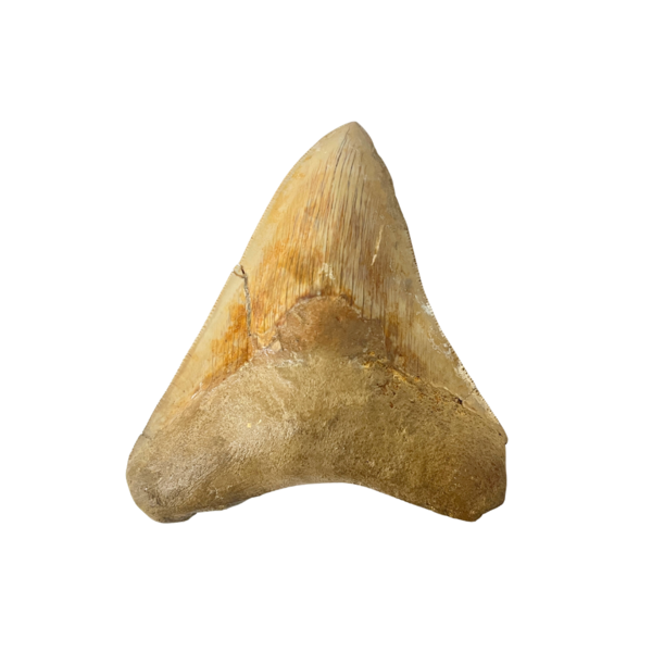 Großer Megalodon-Zahn (E)