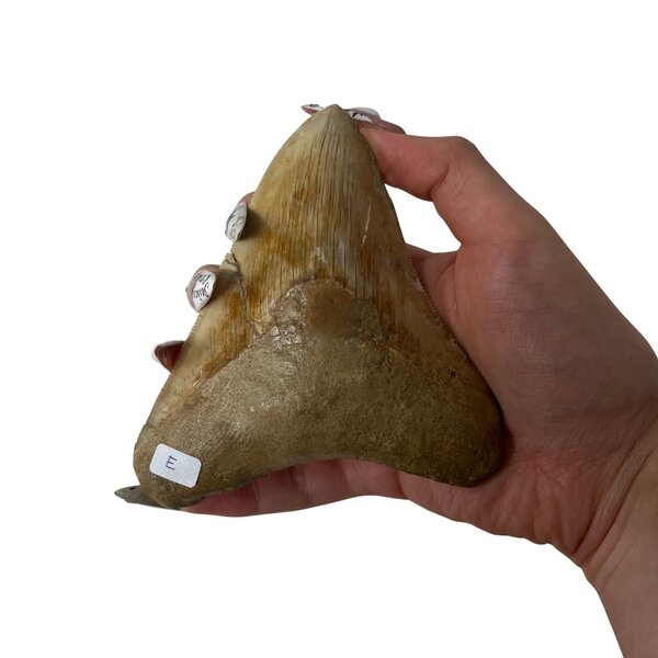 Grote Megalodon tand (E)