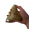 Large Megalodon tooth (E)