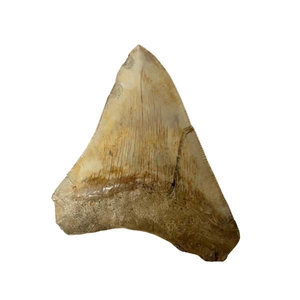 Grote Megalodon tand (E)