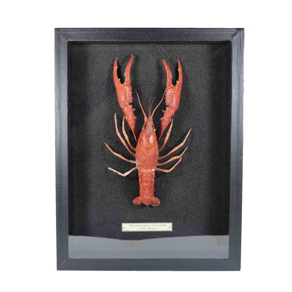 Mounted red swamp crayfish