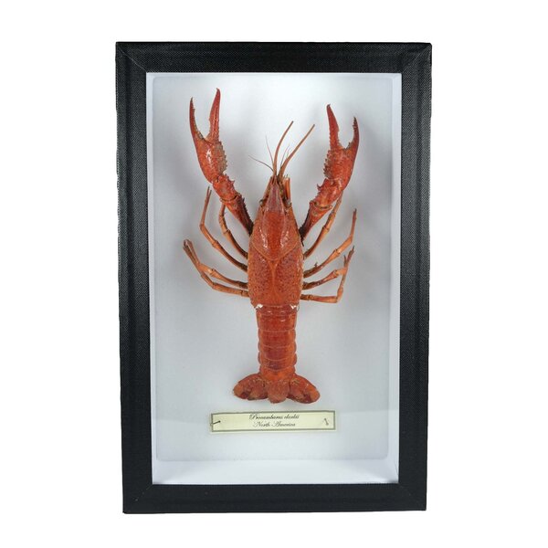 Mounted red swamp crayfish