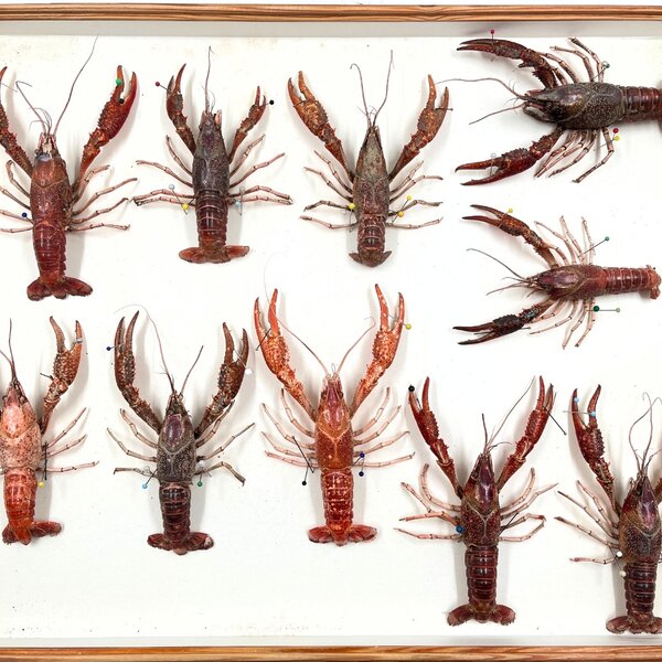 Mounted red swamp crayfish