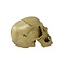 Human skull (B)