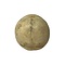 Human skull (B)