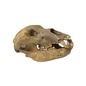 Cave bear skull
