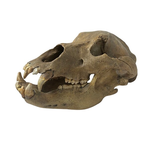 Schädel eines Höhlenbären