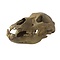 Cave bear skull