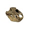 Cave bear skull