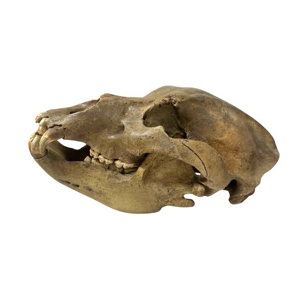 Schädel eines Höhlenbären