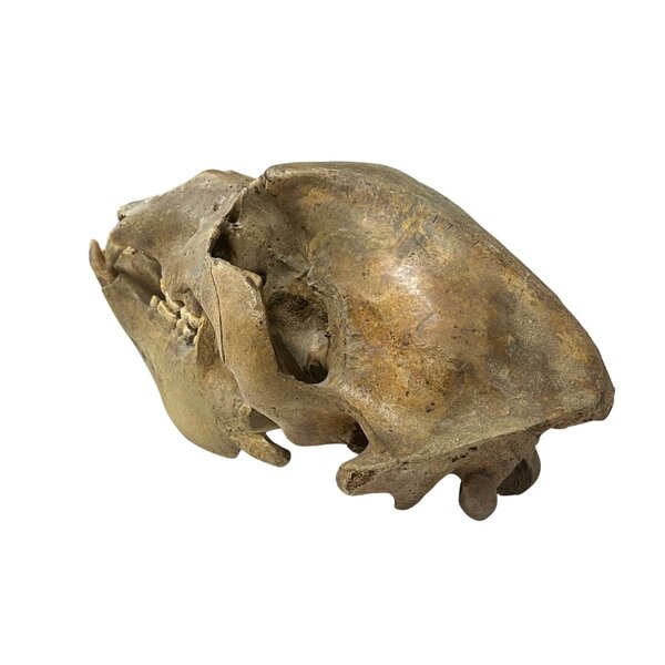 Schädel eines Höhlenbären