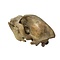 Cave bear skull
