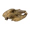Cave bear skull