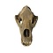 Cave bear skull
