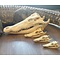 Schedel Siamese krokodil 10-12cm