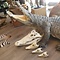 Skull  Crocodile 10-12cm